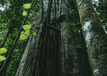 Africa Needs a Currency Backed by Natural Resources for Economic Prosperity